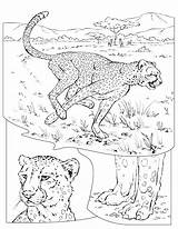 Coloring Cheetah Pages Animal sketch template