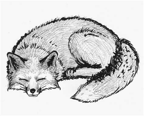 lady kristianna explores  world sleeping fox drawing