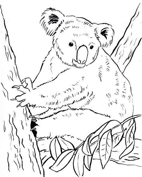 koala coloring pages  getdrawings