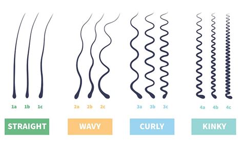 hair types  types  hair hair type chart  trend spotter