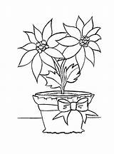 Coloring Poinsettia Pages Flower Christmas Printable Pot Kids Drawings Bouquet Outline Color Drawing Tumblr Leaf Weed Getdrawings Popular Bestcoloringpagesforkids Supercoloring sketch template