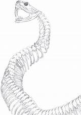 Snakes Schlangen Serpent sketch template