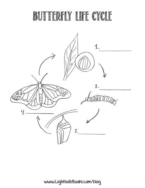 butterfly life cycle coloring page youngandtaecom butterfly