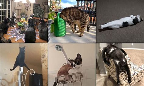 owners share hilarious snaps of their cats in very awkward positions