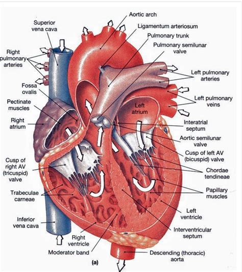 human heart anatomy poster etsy singapore