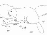 Biber Castor Beaver Ausmalbild Ausmalbilder Coloriages Eurasian sketch template