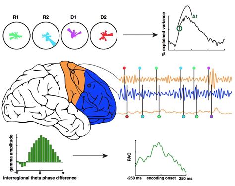 understanding    neural communication  solve brain disorders