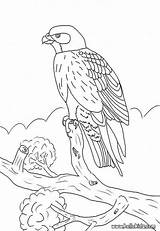 Falke Falcon Ausmalbilder Ausmalbild Ausdrucken Vögel Malvorlagen Um Hellokids Voegel Faucon sketch template
