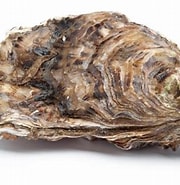 Afbeeldingsresultaten voor Japanse oester Feiten. Grootte: 180 x 185. Bron: www.qualimer.com