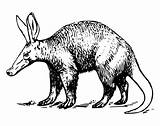 Coloring Pages Aardvark sketch template