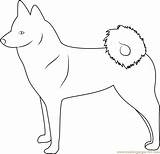 Spitz Coloring Finnish Pages Coloringpages101 Dog Online Mammals sketch template