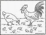 Ayam Mewarnai Jantan Betina Rooster Sketsa Anaknya Untuk Putih Hitam Sedang Bertelur Beserta Jago Diwarnai Coq Sindunesia Sepasang Roosters Poule sketch template