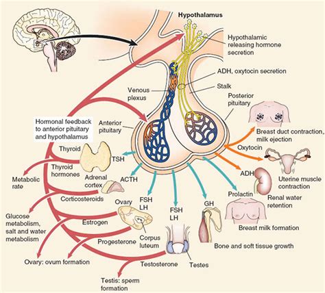 anterior pituitary function anterior pituitary hormones
