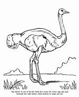 Ostrich Coloring Cannot Emu Fly Bird Drawing Pages Color Getcolorings Getdrawings Luna sketch template