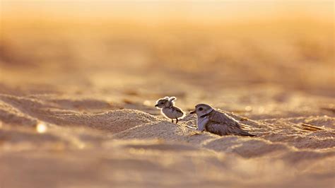 piping plover bing wallpaper