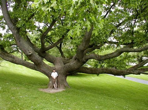 big oak tree   park flickr photo sharing