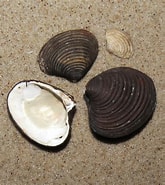 Afbeeldingsresultaten voor Ovale Astarte Geslacht. Grootte: 165 x 185. Bron: www.beachexplorer.org