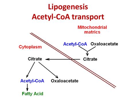 Lipid Metabolism презентация онлайн