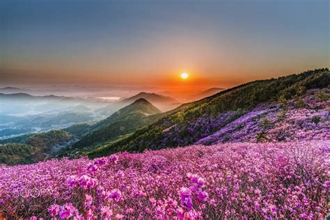 flowers at sunset hd wallpaper background image
