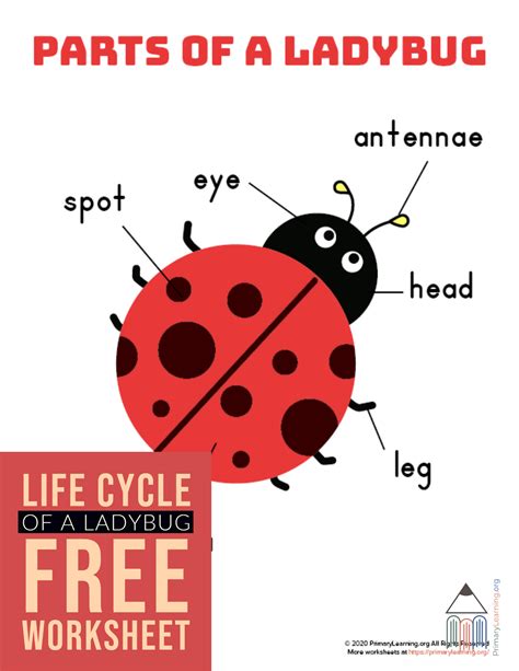 parts   ladybug ladybug life cycle ladybugs preschool ladybug
