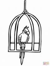 Parrot Cage Jaula Kolorowanki Dibujo Papagei Käfig Klatce Papuga Ausmalbilder Kolorowanka Druku Wellensittich Parrots sketch template