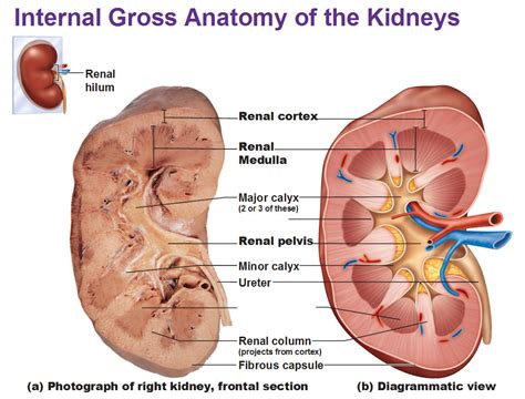 urinary system kidneys antranikorg