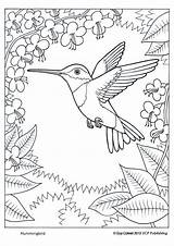 Coloring Hummingbird Pages Hummingbirds Bird Humming Adults Sheets Patterns Kids sketch template