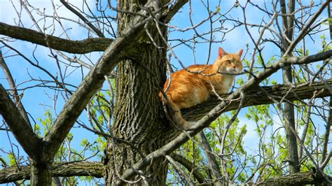 Why Do Cats Get Stuck In Trees
