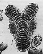 Afbeeldingsresultaten voor "amphirhopalum Ypsilon". Grootte: 146 x 185. Bron: www-odp.tamu.edu