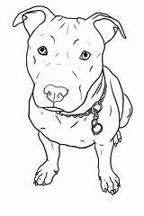 Tattoo Pitbull Coloring Pit Bull Pages Dog Drawing Hund Drawings Tiere Puppy sketch template