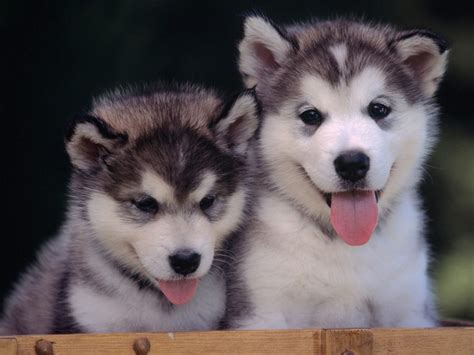 cute husky puppies wallpaper   computer desktop  wallpapers