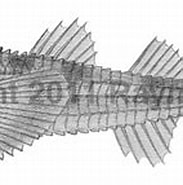 Image result for "leptagonus Decagonus". Size: 183 x 106. Source: watlfish.com