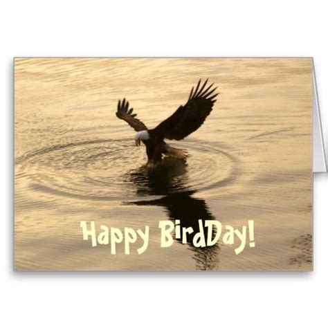 happy birthday images  eagles funny birthday cards birthday  happy birthday