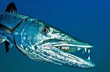 Afbeeldingsresultaten voor "sphyraena Barracuda". Grootte: 159 x 105. Bron: www.monaconatureencyclopedia.com