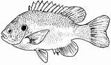 Bass Coloring Pages Fish Print Color Search Mouth Large Again Bar Case Looking Don Use Find sketch template