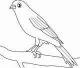 Colorat Desene Canary Canar Uccellino Pasari Pettirosso Planse Passero Pitigoi Uccelli Animale sketch template
