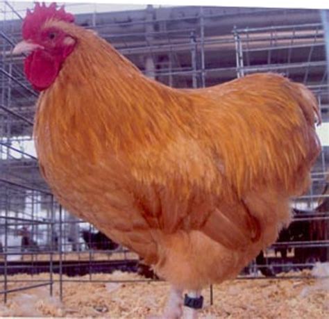 Buff Orpington Bantam Chicks For Sale Cackle Hatchery