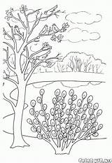 Salice Willow Jahreszeiten Figa Kolorowanka Wiosna Roku Pory Kolorowanki Saule Gatito Malvorlage Printemps Colorkid Weidenkätzchen Frühling Erwachsene Mandalas sketch template