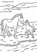 Pferd Pferde Malvorlage Ausmalbild Ausmalen Ganzes Weide Kinderbilder Reiten sketch template