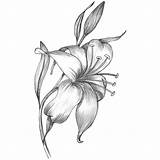 Lilies Lilly Lilie Drawingwow Selber sketch template