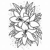 Colouring Lilies Pages Tropical Shop sketch template