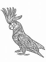 Papagei Kakadu Volwassenen Kaketoe Erwachsene Kleurplaten Papageien Papegaaien Malvorlage Ausdrucken Ara Kolorowanki Parrot Cockatoo Zentangle Pappagalli Pappagallo Zwierzeta sketch template