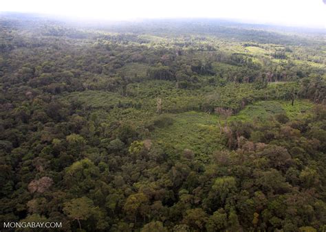 patchwork  cassava fields regenerating secondary forest  natural