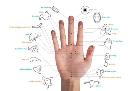 chinese  korean hand acupuncture chart   ubicaciondepersonas