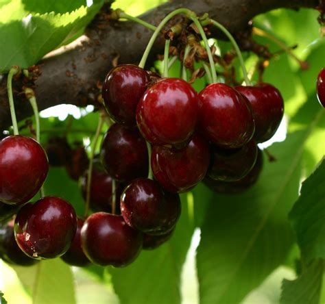 Sweet Saretta® Cherries Vitro Hellas Nursery