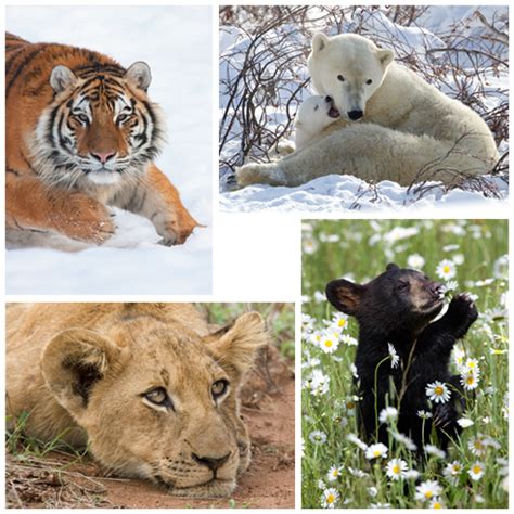 harvey wildlife photography world wildlife fund  natures