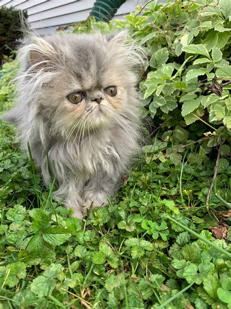 exotic persian long hair blue tabby female