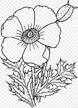 Poppy Drawing Clipart Flower Wildflowers Prickly Draw California Wildflower Flowers Coloring Stencils Mountains Printable Sacramento Botanical Big Book Transparent Getdrawings sketch template