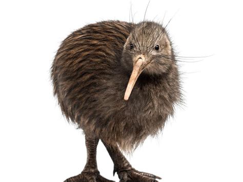 kiwi bird genome sequenced max planck society