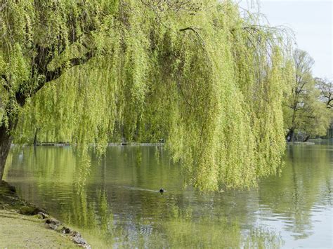 willow tree  magic  holistic remedies